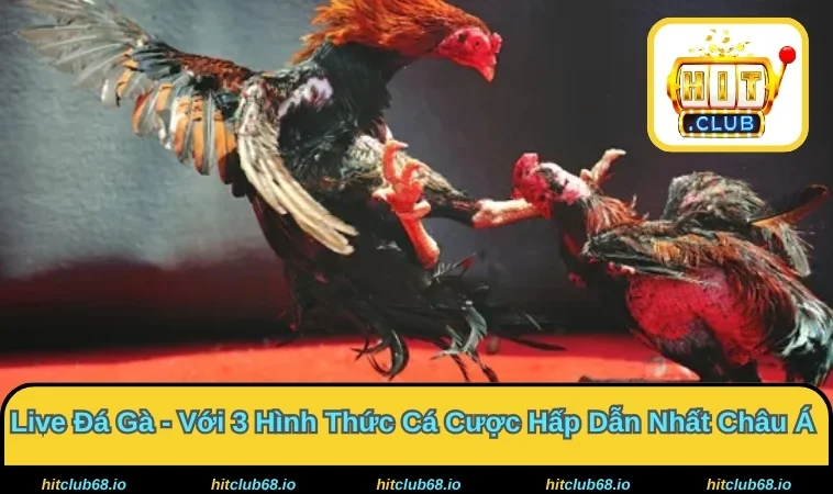 Live Đá Gà Với Hàng Loạt Trận Tranh Tài Gay Cấn 2026 