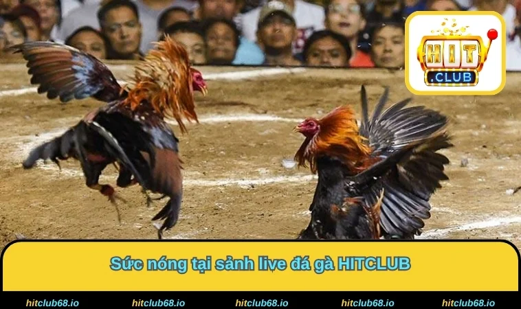 Sức nóng tại sảnh live đá gà HITCLUB 